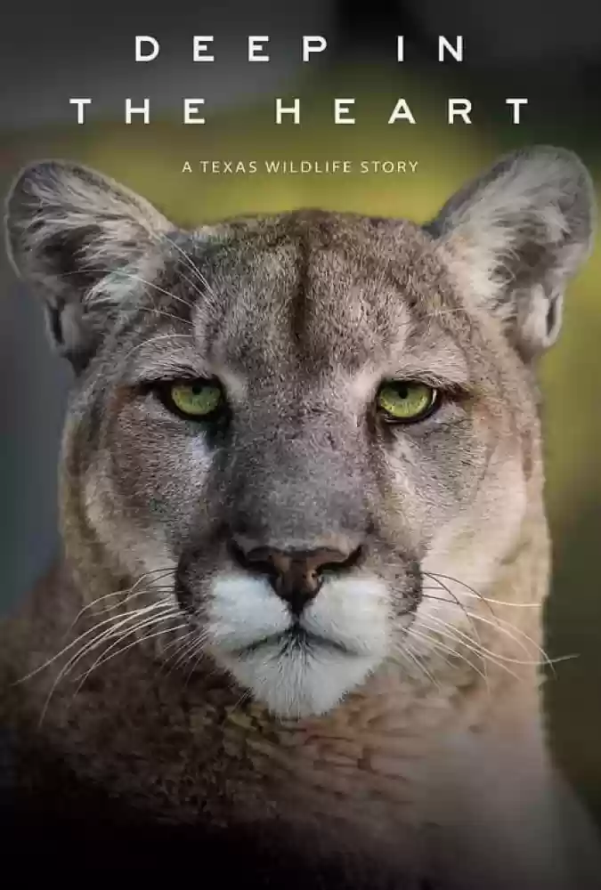 زیرنویس-فارسی-Deep-in-the-Heart:-A-Texas-Wildlife-Story-2022-دانلود-فیلم-Ø­ÛŒØ§Øª-ÙˆØ­Ø´-ØªÚ¯Ø²Ø§Ø³
