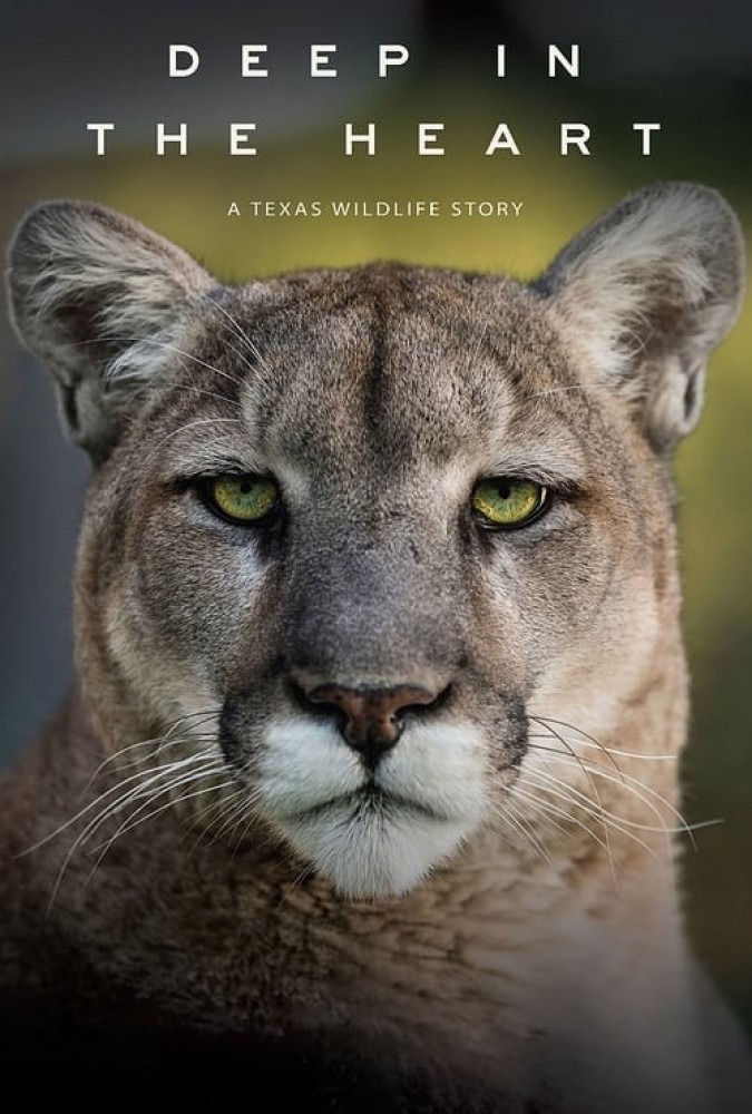 زیرنویس-فارسی-Deep-in-the-Heart:-A-Texas-Wildlife-Story-2022-دانلود-فیلم-Ø­ÛŒØ§Øª-ÙˆØ­Ø´-ØªÚ¯Ø²Ø§Ø³